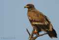 Степной орел фото (Aquila rapax) - изображение №598 onbird.ru.<br>Источник: www.mangoverde.com